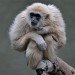 Gibbon 180508